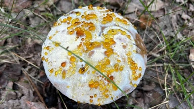 Guttatie is een verschijnsel wat ontstaat als de paddenstoelen in de groei grote hoeveelheden vocht opzuigen , foto Jennifer Batenburg