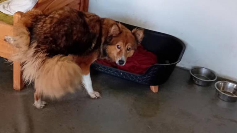 16 honden uit ernstig vervuild huis gehaald: 'Vloeren doordrenkt met urine'