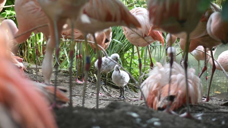 Flamingo's geboren in dierentuin, verzorgers moesten er 8 jaar op wachten