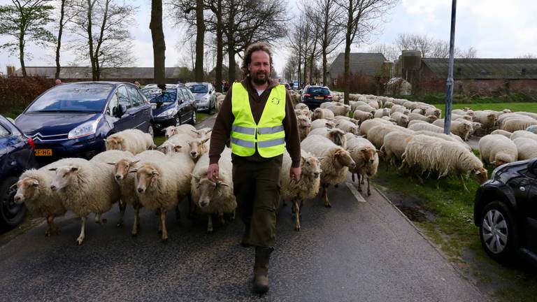 Bart met zijn schapen (foto: Omroep Brabant).