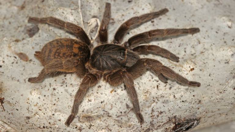 De spin die door Sjef ontdekt werd: 'harpactirella overdijki' (foto: Sjef van Overdijk / www.spinnetjes.com).