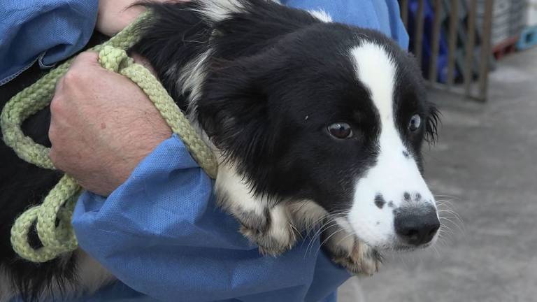 Een van de honden die mee is genomen (foto: NVWA).