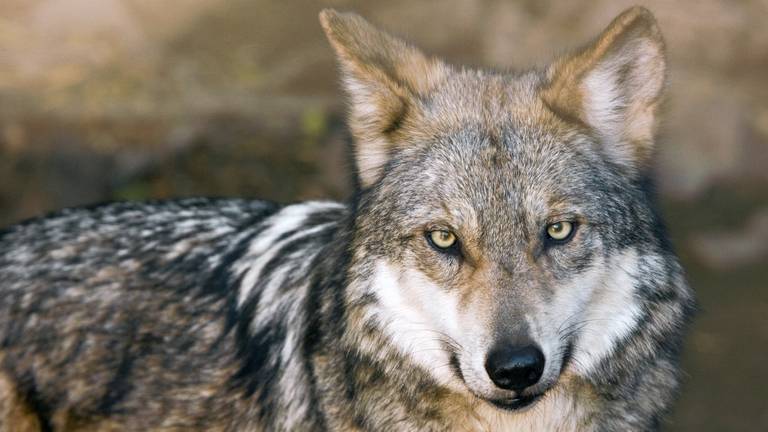 Waar is de wolf gebleven? (foto:ANP)