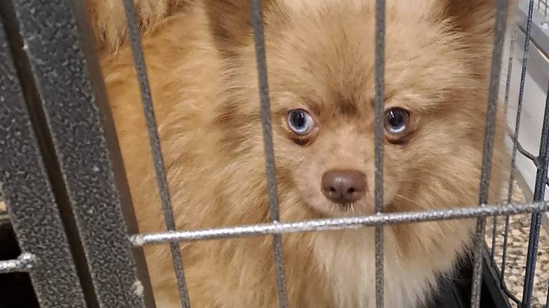 Eén van de in beslag genomen honden, die in België werd gevonden (foto: de Zorghoeve).