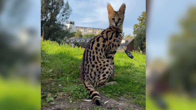 Tijgerkat ontsnapt uit huis in Helmond: 'Probeer hem niet zelf te vangen'
