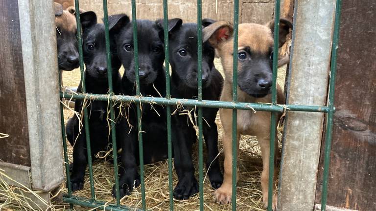 De vijf meegenomen pups. (foto: LID)