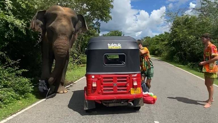 Olifant stort zich op tuktuk met Brabanders in Sri Lanka: 'Flink paniek'
