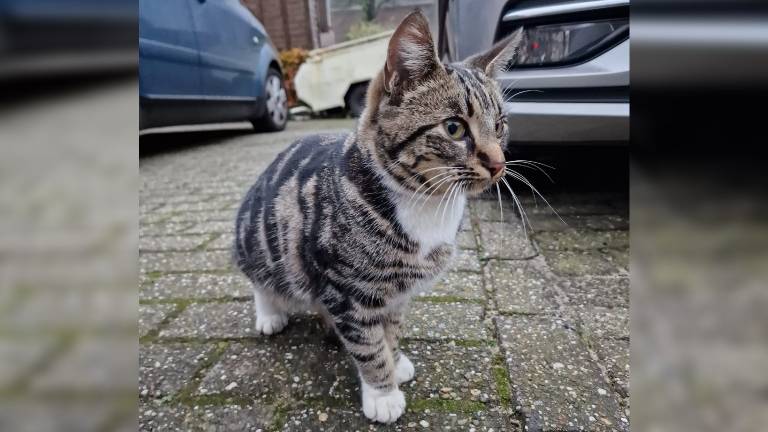 De poes die op wonderbaarlijke wijze levend in Den Haag aankwam (foto: Iris van Riel). 