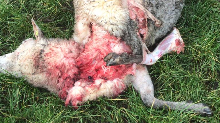 Eén van de schapen die de aanval van de wolf niet overleefde (foto: Stijn Timmermans) 
