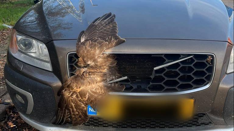 Arjan en Wendy hadden een buizerd in hun autogrill: ‘Uur lang vastgehouden’