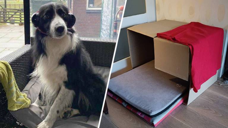 Hond Dash krijgt oorkappen op en voor hond Yana is een vluchtdoos gemaakt.