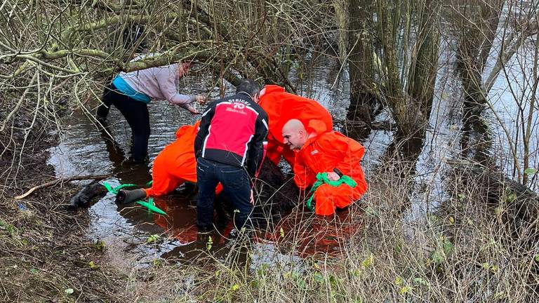 De koe wordt door de brandweer uit het water gehaald (foto: Dierenambulance)