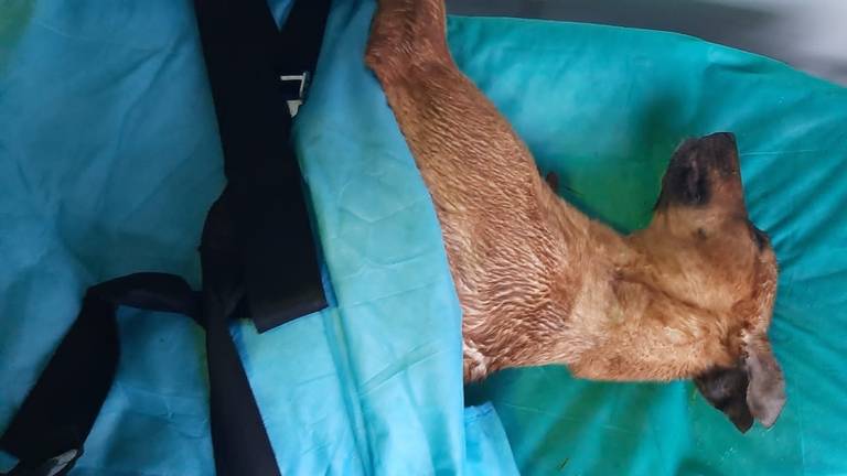 Dierenambulance wil dode herder zonder baasje toch waardig afscheid geven