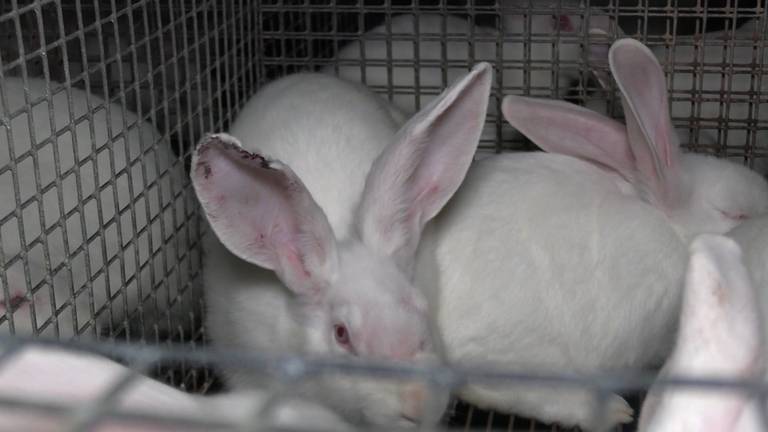 Animal Rights filmde stiekem bij een konijnenfokker in Ulicoten (beeld: Animal Rights).