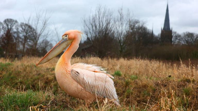 Foto: Bart Meesters/Meesters Multi Media