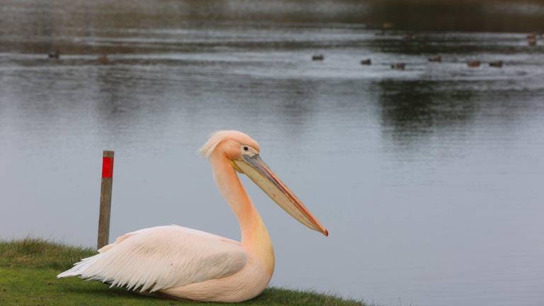 De pelikaan vermaakt zich wel bij de vijver (foto: Bart Meesters / SQ Vision). 