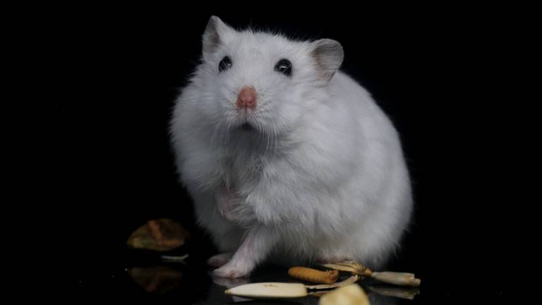 Archieffoto Pixabay. Niet de hamster uit de tekst.