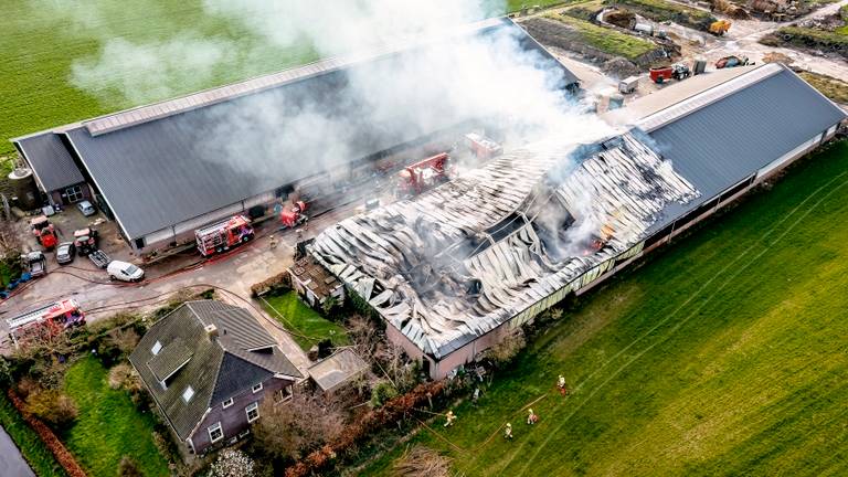 Twintig koeien overleden bij enorme schuurbrand in Terheijden