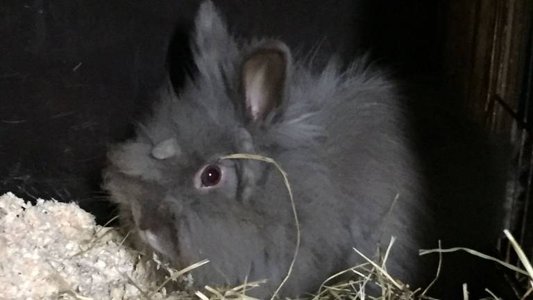 Ook dit konijn is in Cuijk gedumpt (foto: Dierenambulance)