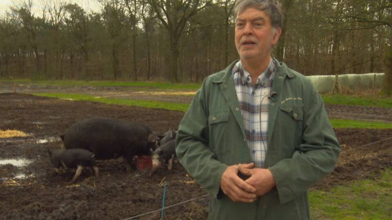 Boer Kees Scheepens bij zijn varkens (foto: Noël van Hooft)