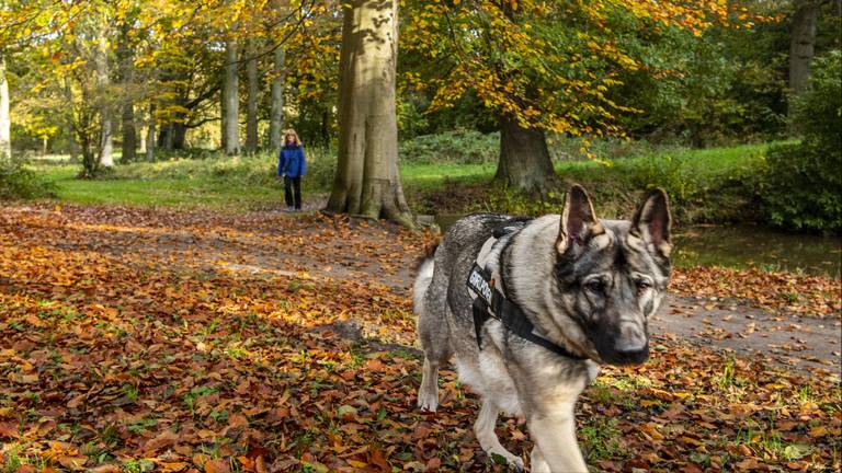 Een loslopende hond (foto: ANP). 