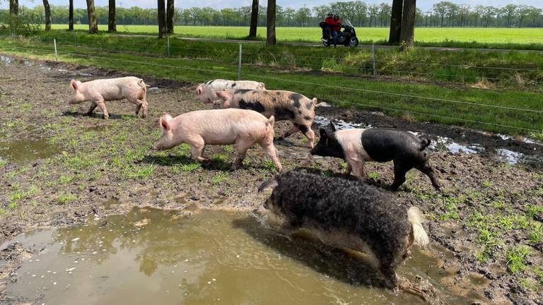 Varkens in de modder in Aarle-Rixtel (Foto: Alice van der Plas)