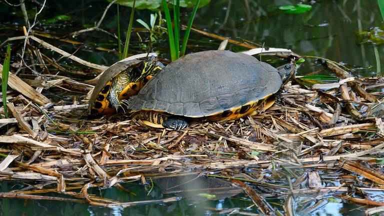 Twee geelbuikschildpadden op een nest in een sloot in Breda. (foto: Erald van der Aa).