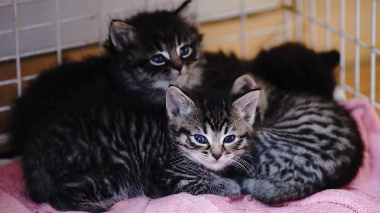 Dit zijn niet de kittens die zijn gedumpt in Vught (foto: ANP).