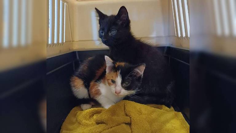 De twee kittens zijn opgehaald door de dierenambulance (foto: Dierenambulance 's-Hertogenbosch). 