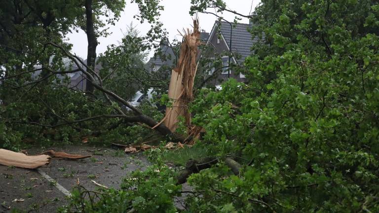 Een boom werd door de bliksem vernield (foto: SQ Vision).