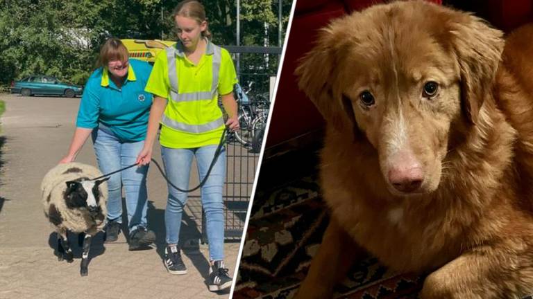 De baasjes van deze dieren konden weer opgelucht ademhalen