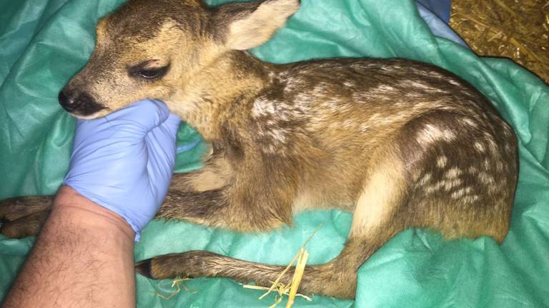 Het reekalfje (foto: Dierenambulance Brabant Noord-Oost).