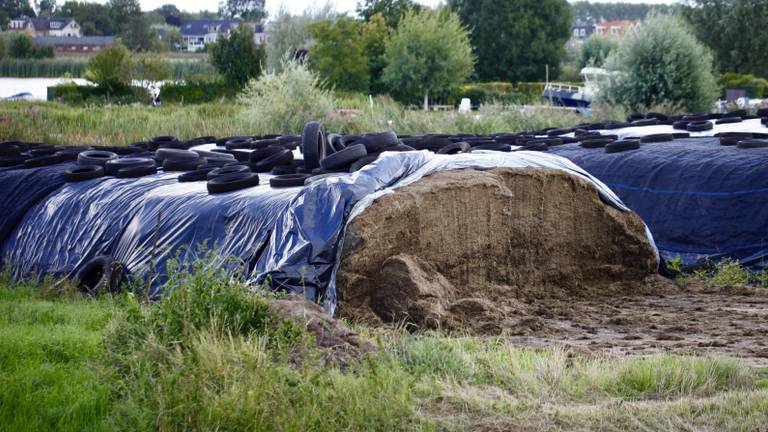 Niet de graskuil waar het om gaat, foto ter illustratie (foto: ANP).