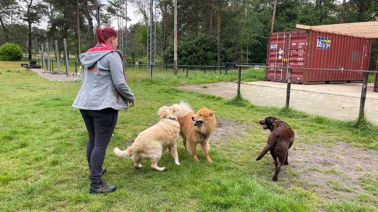 Hondenschool maakt doorstart met stevige containers na brandstichting