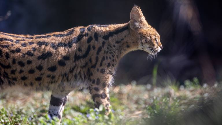 Een serval (archieffoto: ANP). 