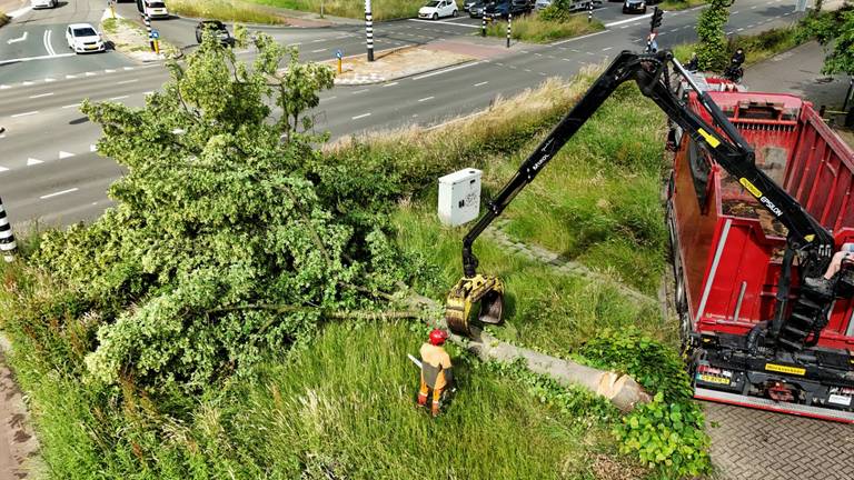 Een boom waaide om in Tilburg (foto: Toby de Kort/SQ Vision).