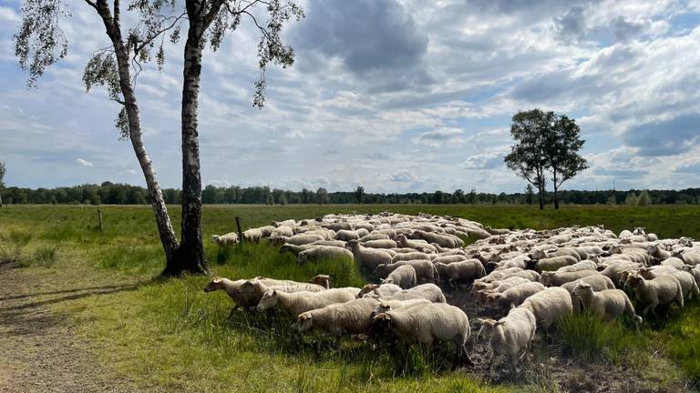Omroep Brabant