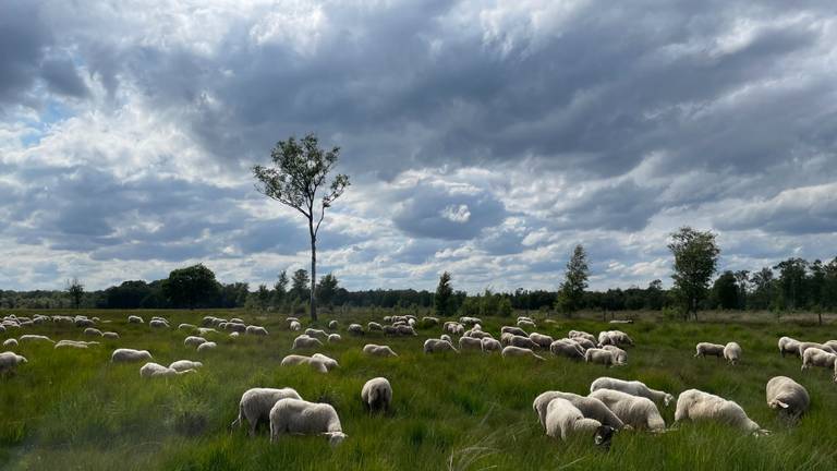 Omroep Brabant