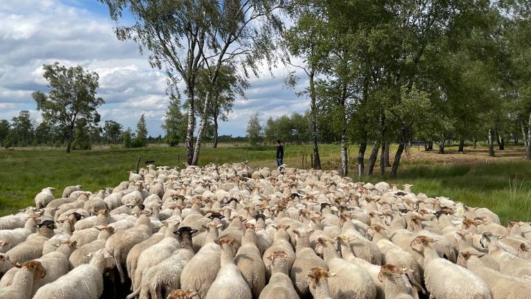 Omroep Brabant