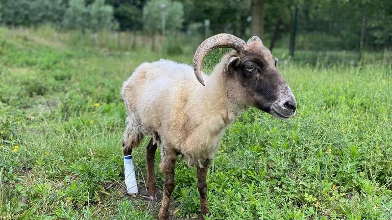Foto: Stichting Goedland