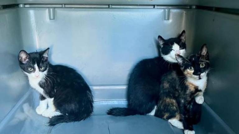 Agenten brachten de gedumpte kittens naar het politiebureau (foto: Instagram politie Leijdal).