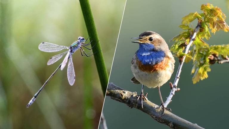 Een libelle en een blauwborst (foto's: ANP).