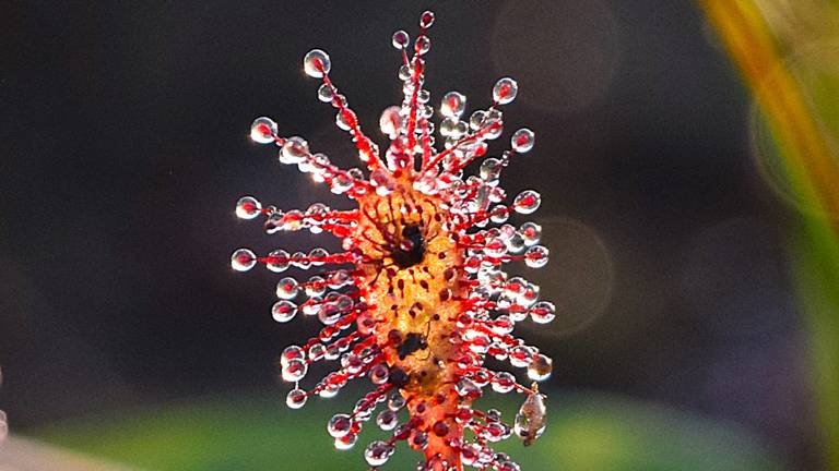 Op Kampina staat het mooie kleine zonnedauw. Waaruit bestaan de druppels op die plantjes?, foto Monique Spooren.