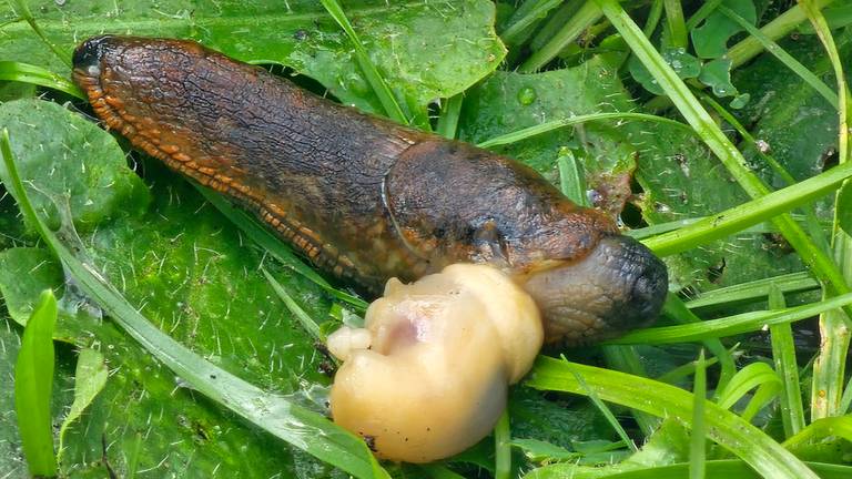 De piemel van deze naaktslak hangt nog uit zijn hoofd, vlak na een paring (foto Dorien Verhoeven)