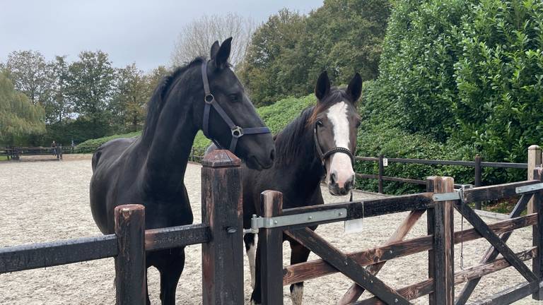 Paardencoach radeloos door vuurwerkterreur: 'Stoerdoenerij met gevolgen'