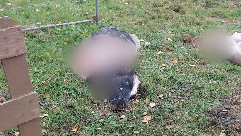 Boer vindt dood en verminkt kalfje in wei: 'Geslacht voor het vlees'