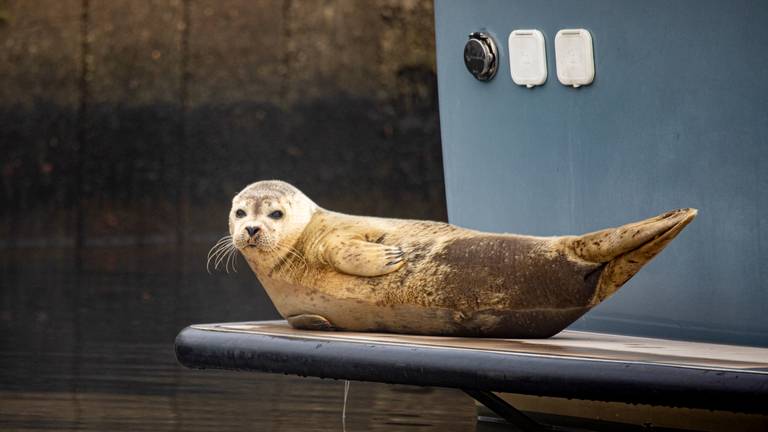 Een zeehond zwom plotseling in de haven van Drimmelen (foto: Marcel Raafs).