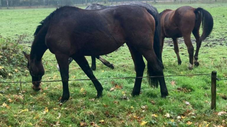Foto:  Landelijke Inspectiedienst Dierenwelzijn (LID).
