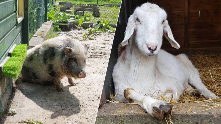 Oma Knorretje en Maan de geit moeten verhuizen (foto's: Kinderboerderij De Sik).