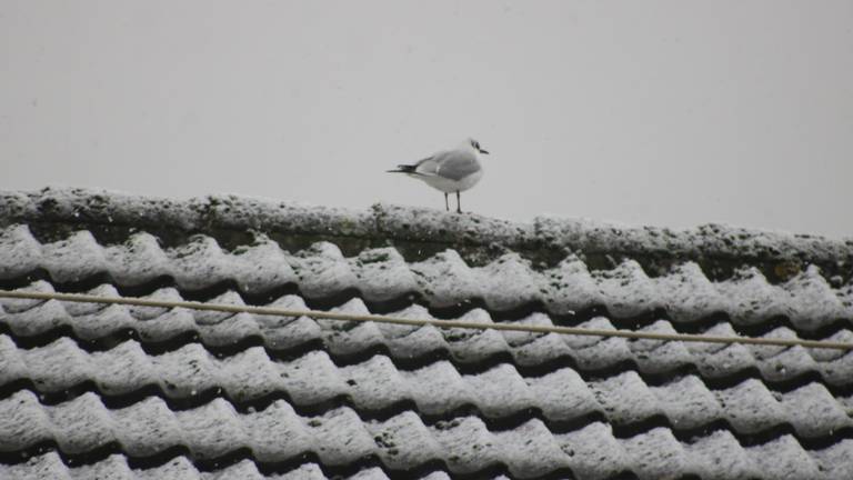Omroep Brabant